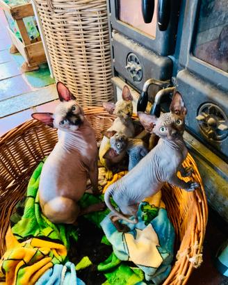 Sphynx in Liguria con pedigree e microchip