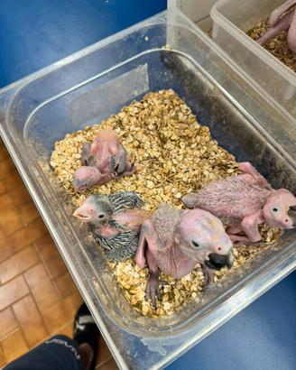 Ararauna baby su prenotazione 2026