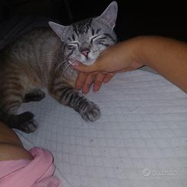 Si offre gattino prima possibile