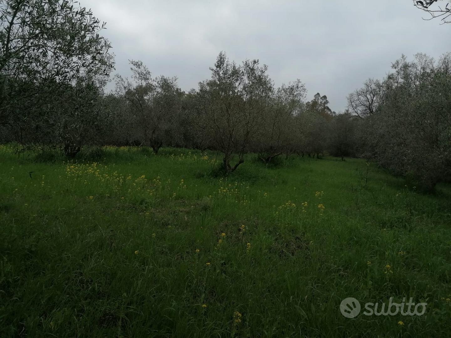 Terreno agricolo con uliveto - Vista 6