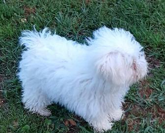 Cuccioli razza bolognese