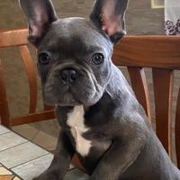 Bulldog francese blue