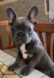 Bulldog francese blue