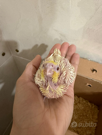 Calopsite lutino e ancestrali da imbecco