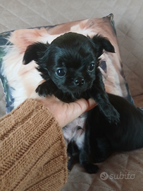 Chihuahua maschio pelo lungo