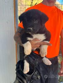 Cuccioli di akira