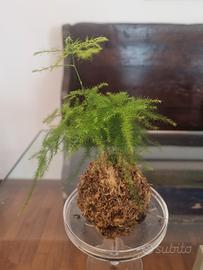 kokedama asparagus 