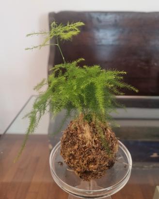kokedama asparagus 