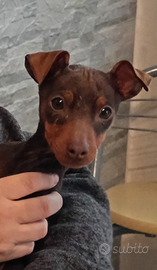 Cucciolo di Pinscher bicolore