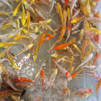 Carpe koi e altri pesci da laghetto e acquario