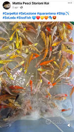 Carpe koi e altri pesci da laghetto e acquario