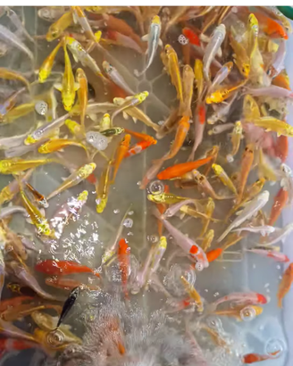 Carpe koi e altri pesci da laghetto e acquario