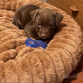 Cucciolo pitbull 2 mesi