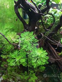 piante acquario Limnophila sessiliflora