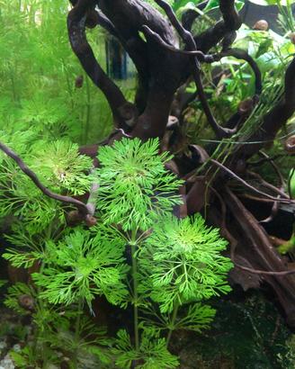 piante acquario Limnophila sessiliflora