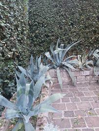 AGAVI AMERICANE E STRIATE IN VASO 