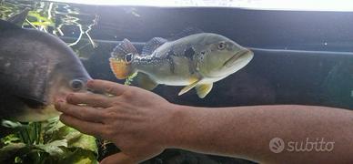 pesce cichla 
