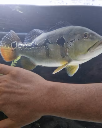 pesce cichla 