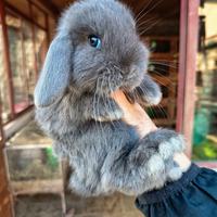 Cuccioli coniglio minilop