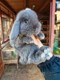Cuccioli coniglio minilop