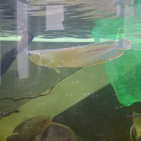 Ciclidi Roana Silver