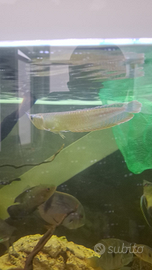 Ciclidi Roana Silver