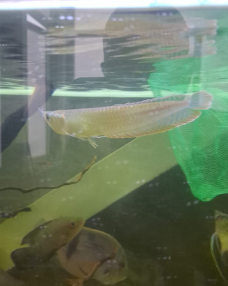 Ciclidi Roana Silver