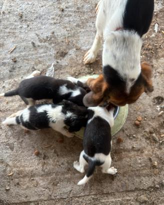 Cuccioli di segugio beagle 2 mesi