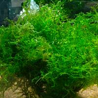 Muschio di Java (Taxiphyllum barbieri) Pianta pe