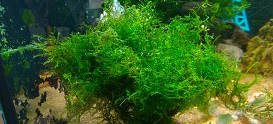 Muschio di Java (Taxiphyllum barbieri) Pianta pe