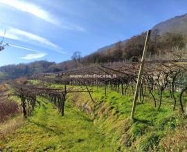 PATONE: grande terreno agricolo