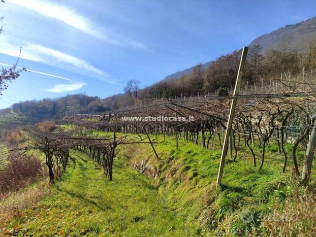 PATONE: grande terreno agricolo