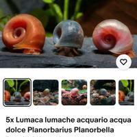 lumache acqua dolce acquario 