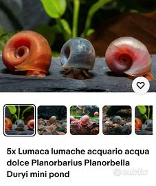 lumache acqua dolce acquario 