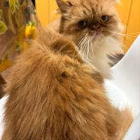 Accoppiamento gattina