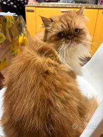 Accoppiamento gattina