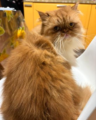 Accoppiamento gattina