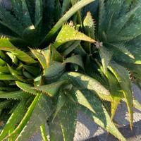 Piantine di Aloe - prezzo simbolico 1€ cad.