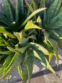 Piantine di Aloe - prezzo simbolico 1€ cad.