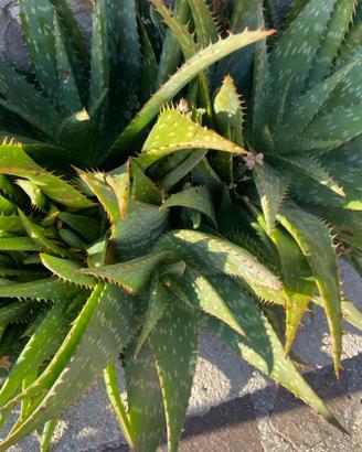 Piantine di Aloe - prezzo simbolico 1€ cad.