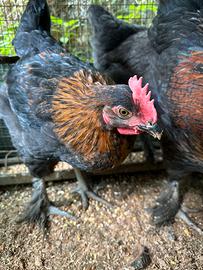 Gallo Maranz