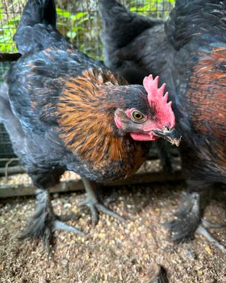 Gallo Maranz