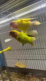 I pappagalli inseparabili