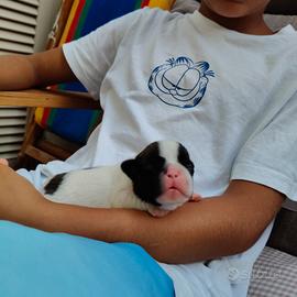 cuccioli di bulldog francese 