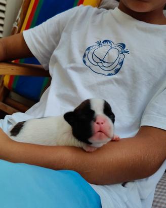 cuccioli di bulldog francese 