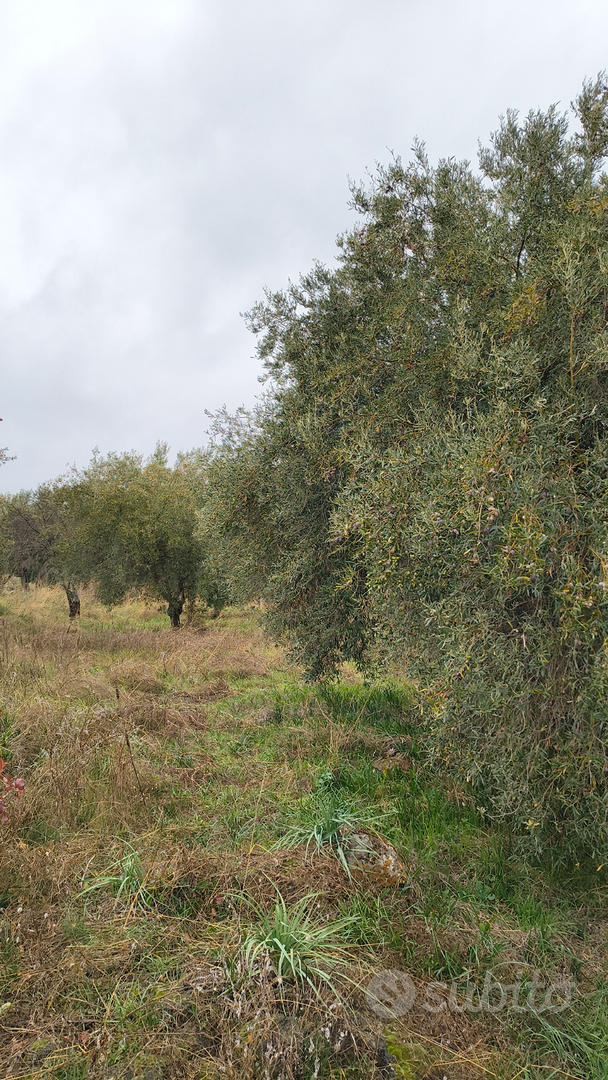 Terreno uliveto a Sant' Maria di Licodia - Vista 5