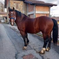 Cavallo 7 anni