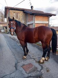 Cavallo 7 anni