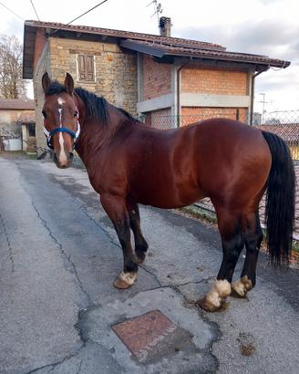 Cavallo 7 anni