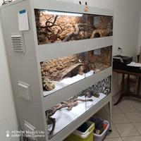 Teca rettilario tripla